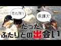 保護犬だったロンさんとペットショップの売れ残りだったハクさん　ミニチュアダックスフンド　多頭飼い