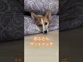 おふとんサンドイッチのラムちゃん corgi コーギー コーギーラムちゃん コーギー犬 corgilum コーギー子犬