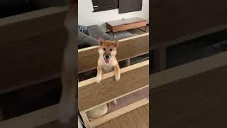 【柴犬】　ただいまペレ。