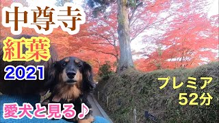 【World Heritage】 I have seen my dog MEME and the autumn leaves of Chusonji ♪【Premier 52 minutes】