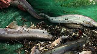 Big wallago attu catching - wallago attu fish farming - Great  white sheatfish (Wallago athu)