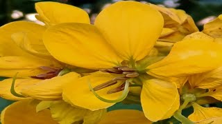 #Senna , #Senna siamea #Cassia siamea  #YellowOrnamentalPlant