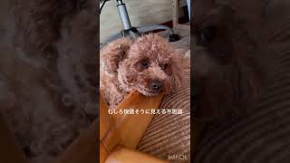 硬さへの挑戦！？ワンコ流、椅子の足枕で爆睡中！ #トイプードル #愛犬と一緒 #犬のいる生活