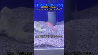 【おすすめ海水魚】イエローフィンフラッシャーラス #モアアクアガーデン