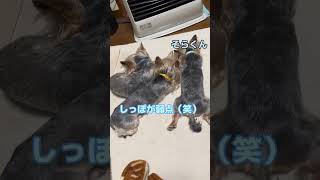 【ヨークシャテリア】ストーブ大好き #子犬 #ヨーキー #shorts