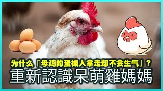 【为什么「母鸡的蛋被人拿走却不会生气」？】重新認識呆萌雞媽媽!