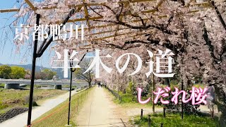 2023年4月4日 【紅しだれ桜🌸の京都を歩く】鴨川なからぎの道の桜🌸を散策 【4K】Walk in Kyoto,Japan