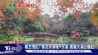 楓怎慢紅? 寒流來得晚+水氣 奧萬大滿山楓紅｜TVBS新聞@TVBSNEWS02