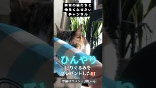 猫の熱中症対策に。#shorts  #cat