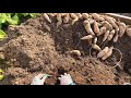 挖番薯harvesting sweet potatoes