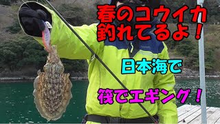 日本海の筏で春イカ釣り！