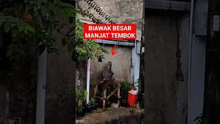 Bikin panik biawak panjat dinding rumah #shorts #buaya #biawak