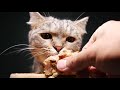 4k화질 직접 만든 고양이 생일 케이크 먹방 homemade cat birthday cake mukbang