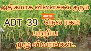 ADT-39 நெல் ரகம் பற்றிய முழு விவரங்கள் 🌾🌾✨||#agriculture #paddy