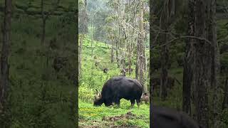 Big bison.. valpari🥰🐃🐃🐃🐃