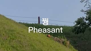 올림픽공원.꿩(Pheasant)