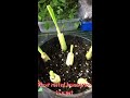 how to plant lemongrass from stalk. วิธีปลูกตะไคร้ในต่างแดน