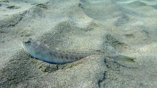 Fish watching in the Ionian Sea