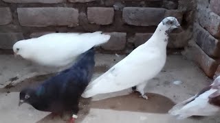 👍🙏 Daily...Live..video 👍🙏 Pigeon Life Live video Episode 50_👍 welcome Friends My Youtube Channel