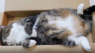 ジャストサイズの箱で寛ぐねこ。-Maru relaxes in the completely fitted box.-