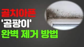 집안에 생긴 곰팡이제거 어렵지 않아요! 냄새와 제거 방법