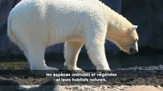 COPCapsule #3 - Crise climatique et perte de biodiversité