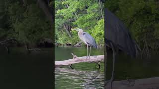 Call of a Blue Heron - Close Encounters #blueheron