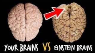 What Made Einstein a genius ? || Einstein Brains vs your Brains