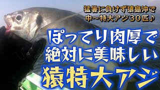 冷蔵服3で酷暑に打ち勝ち40センチ級特大アジ混じりで美味しい猿アジ30匹～暑さに負けずに酷暑の釣りを楽しめた気がする～（2024.8.3 京急大津・いなの丸 午前アジ）