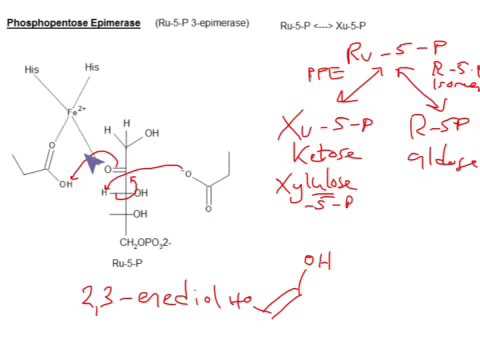 What is the function of ribulose 5-phosphate Epimerase?