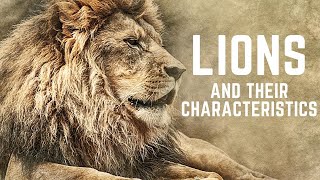 Simple Curiosities: Lions And Their Characteristics