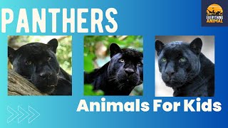 Panthers | Animals For Kids | Everything Animals