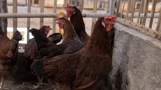 Persilangan ayam untuk menghasilkan keturunan kuat bertelur cepat bertumbuh- Penguasa Pulau