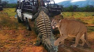 20 Times Pumas Messed With The Wrong Opponent