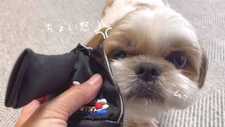 【シーズー】おもちゃの中におやつが隠されていると思い込みすぎてる愛犬ww【DoggyBox7月号】