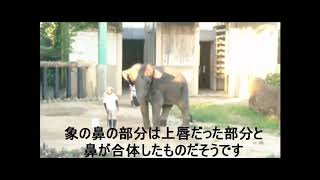 宮崎市フェニックス自然動物園　アジアゾウ　みどりちゃん