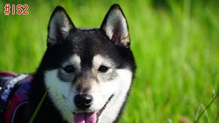 豆柴うらら新宝緑地公園#柴犬#豆柴 #豆柴暮らし #shibainu #新宝緑地公園