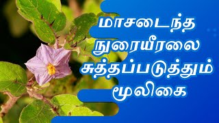 கண்டங்கத்திரி – மருத்துவ பயன்கள் | Kandankathiri Medicinal Uses in Tamil | Simply Shenba