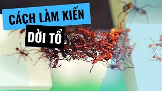 Cách làm cho kiến dời tổ | Moving an ant colony | Ant care tutorial