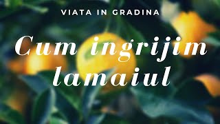 Citricele | Cum sa ingrijim lamaiul | VIATA IN GRADINA