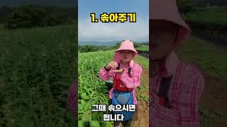 깨가 쏟아지는 3가지 포인트! #shorts