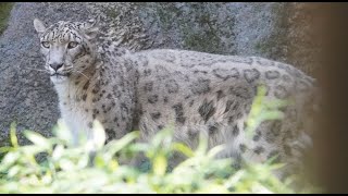 20210717 多摩動物公園 ユキヒョウ ~Japan Tama Zoological Park snow leopard kovo~