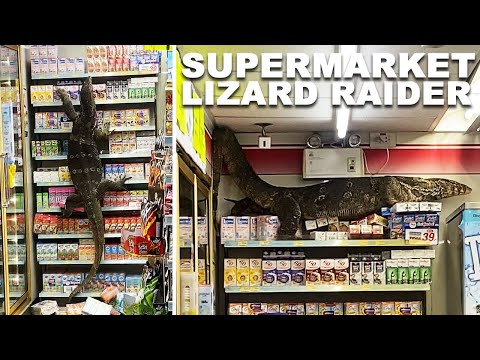 Huge Monitor Lizard Destroys Supermarket Shelves Giant Lizard