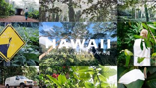 【ハワイ】TheBusザバスで巡るHawaii🌴Day1大自然広がるマノアフォールトレッキング🚌Access introduction to Manoa Falls using BUS