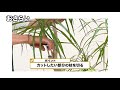 【観葉植物】おしゃれインテリアにおすすめ！簡単な挿し木や管理方法をご紹介！ ドラセナコンシンネ