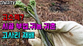 돈이 되는 작물?? 귀농 귀촌 고사리 재배 방법 장점 단점 쓸모 없는 땅 고사리 산남자 약초 산나물 버섯 산행 항암 자연 건강 mushroom