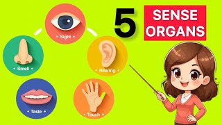 5 Sense Organs and Functions |Sense Organs Functions|Sense Organs| Five Senses| Sense Organs Name |