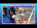 【メッツァビレッジ】愛犬と北欧のライフスタイルを湖畔で満喫【robert’s coffee】