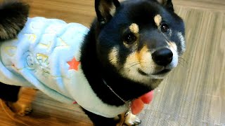 柴犬に服を着せるのは、あり なし、どっち?【黒柴犬】【豆柴】