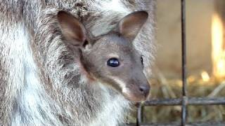 ワラビーの赤ちゃん - 埼玉県こども動物自然公園 -